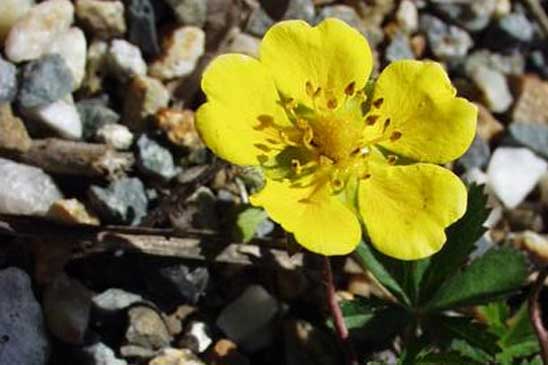 Potentille rampante - Potentilla reptans 