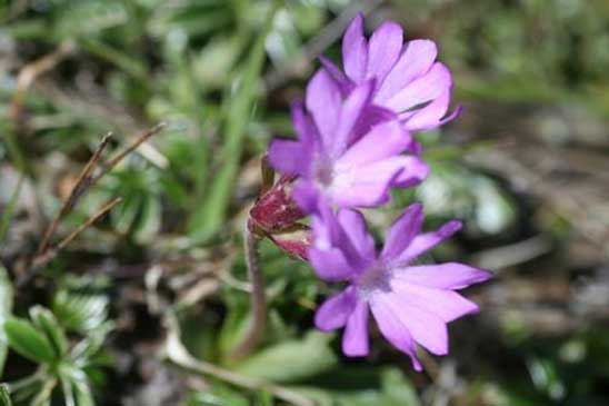 Primevère à feuilles entières - Primula integrifolia 