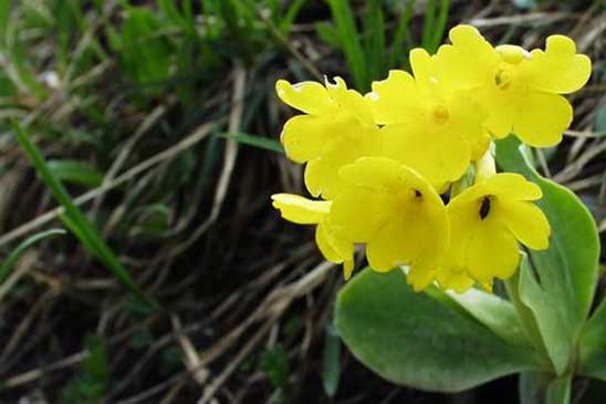 Primevère à oreillettes - Primula lutea subsp. lutea