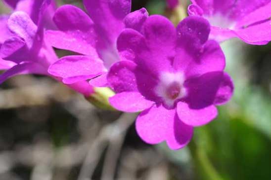 Primevère du Piémont - Primula pedemontana 