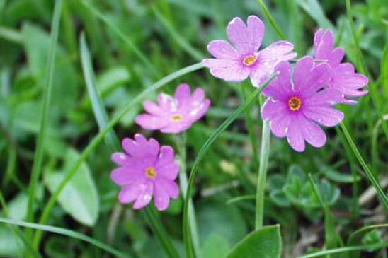 Primevère farineuse - Primula farinosa  