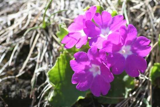 Primevère hérissée - Primula hirsuta 