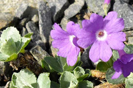 Primevère marginée - Primula marginata 