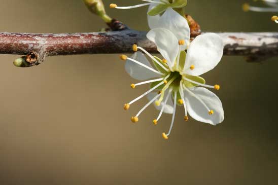 Prunellier - Prunus spinosa 