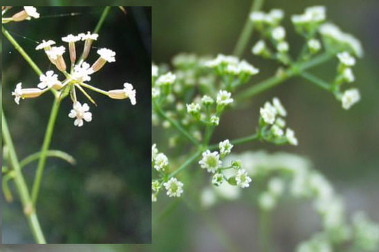 Ptychotis à feuilles de saxifrage - Ptychotis saxifraga var. saxifraga