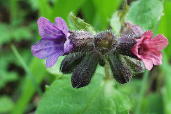 Pulmonaire à longues feuilles - Pulmonaria longifolia subsp. longifolia