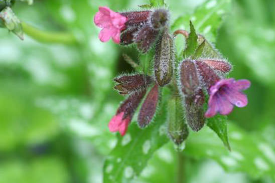 Pulmonaire semblable - Pulmonaria affinis 