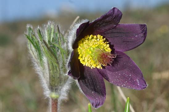 Pulsatille des montagnes - Anemone montana 