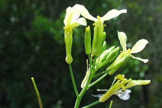 Radis maritime - Raphanus raphanistrum subsp. landra