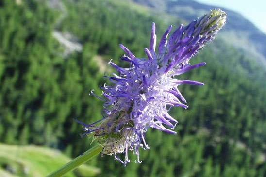 Raiponce à feuilles de bétoine - Phyteuma betonicifolium 