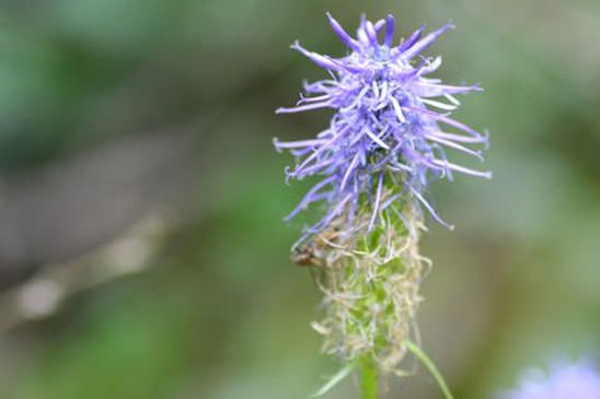 Raiponce bleue - Phyteuma nigrum 