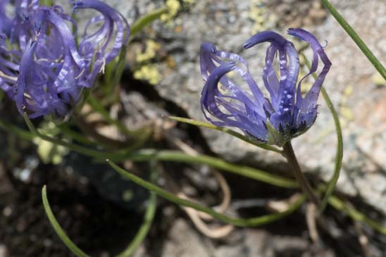 Raiponce hémisphérique - Phyteuma hemisphaericum 