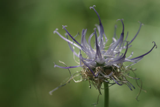 Raiponce orbiculaire - Phyteuma orbiculare subsp. tenerum