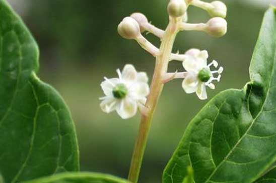 Raisin d'Amérique - Phytolacca americana 