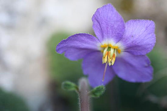 Ramondie des Pyrénées - Ramonda myconi 