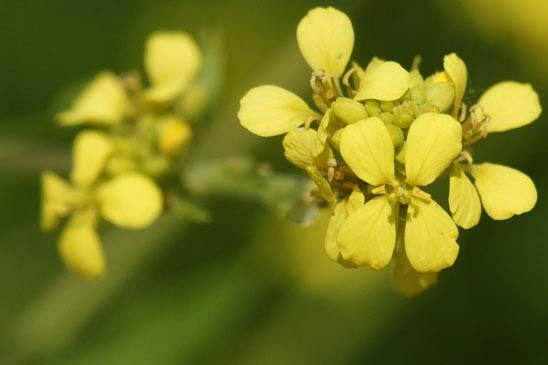 Rapistre rugueux - Rapistrum rugosum subsp. orientale