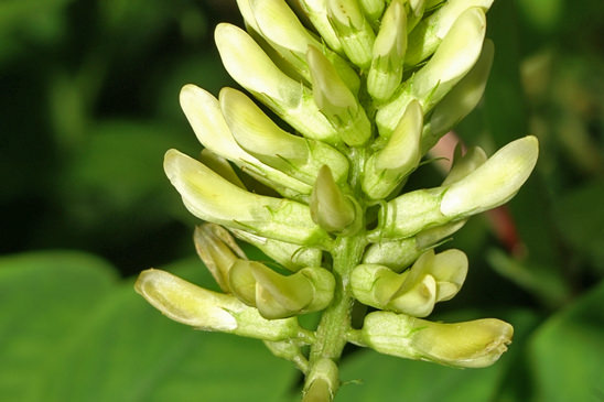 Réglisse sauvage - Astragalus glycyphyllos 