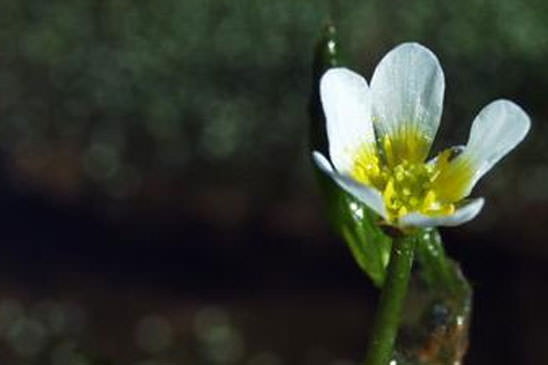 Renoncule à feuilles capillaires - Ranunculus trichophyllus subsp. trichophyllus