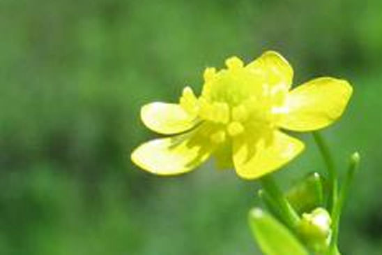 Renoncule à feuilles d'Ophioglosse - Ranunculus ophioglossifolius 