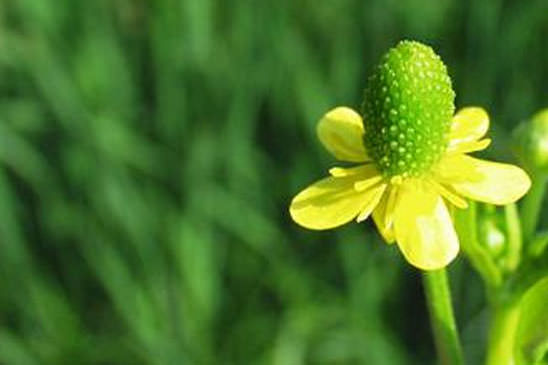 Renoncule à feuilles de Cèleri - Ranunculus sceleratus subsp. sceleratus