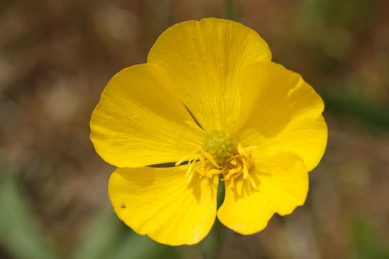 Renoncule à feuilles de Graminée - Ranunculus gramineus 