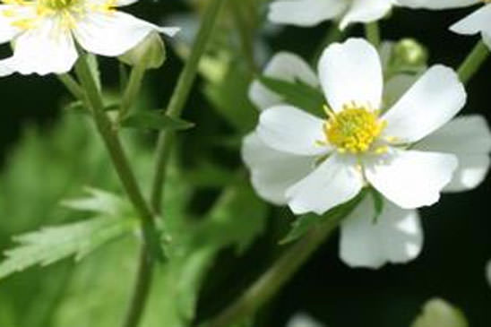 Renoncule à feuilles d'Aconit - Ranunculus aconitifolius 