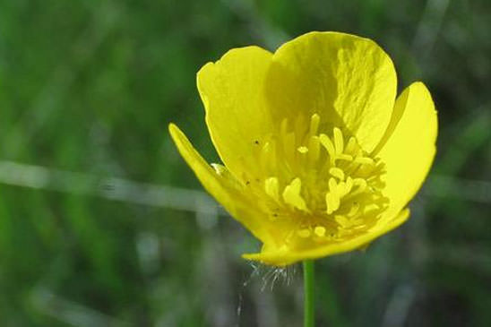 Renoncule âcre - Ranunculus acris subsp. acris