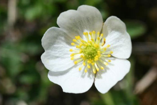 Renoncule alpestre - Ranunculus alpestris 