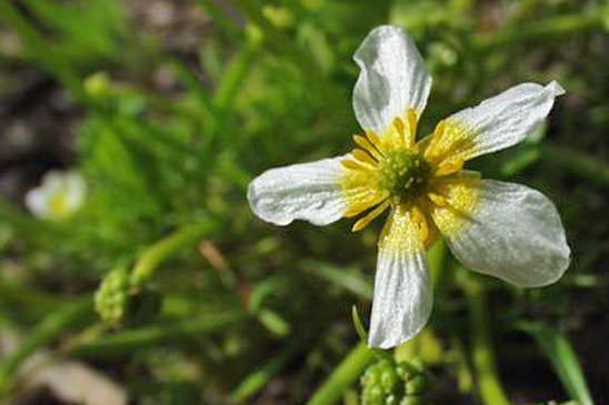 Renoncule de Baudot - Ranunculus peltatus subsp. baudotii