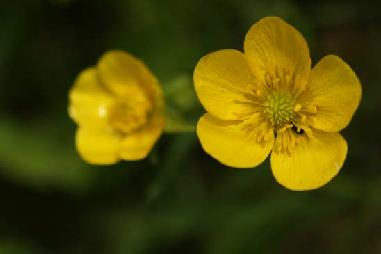 Renoncule de Sardaigne - Ranunculus sardous 