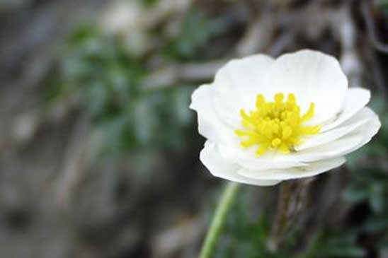 Renoncule de Séguier - Ranunculus seguieri 