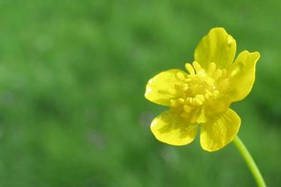 Renoncule Flammette - Ranunculus flammula var. flammula