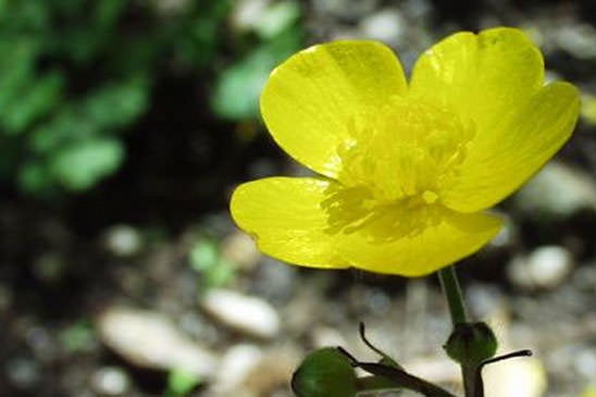 Renoncule laineuse - Ranunculus lanuginosus 