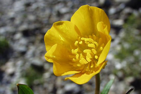 Renoncule rampante - Ranunculus repens 