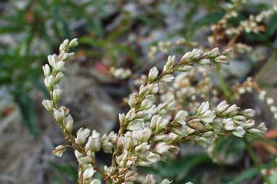 Renouée des Alpes - Koenigia alpina 