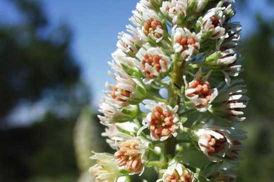 Réséda blanc - Reseda alba subsp. alba