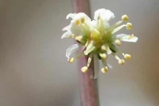 Réséda glauque - Reseda glauca 