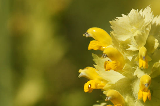 Rhinanthe Crête-de-coq - Rhinanthus alectorolophus 