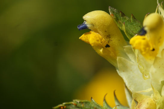 Rhinanthe à feuilles étroites - Rhinanthus angustifolius 