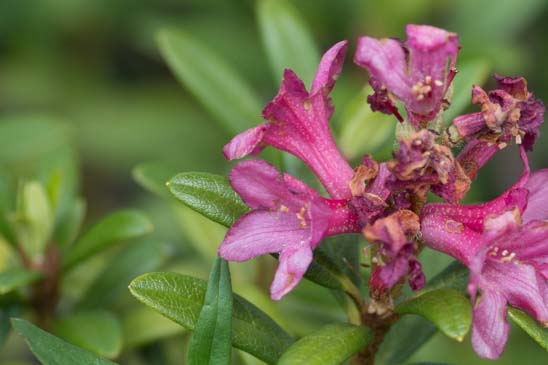 Rhododendron ferrugineux - Rhododendron ferrugineum 