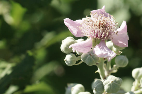 Ronce à feuilles d'orme - Rubus ulmifolius 