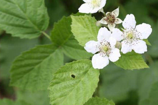 Ronce bleuâtre - Rubus caesius 