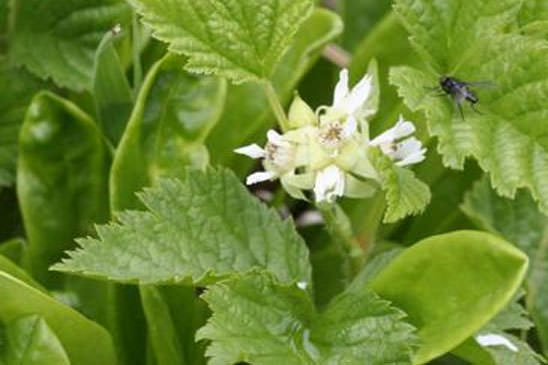 Ronce des rochers - Rubus saxatilis 