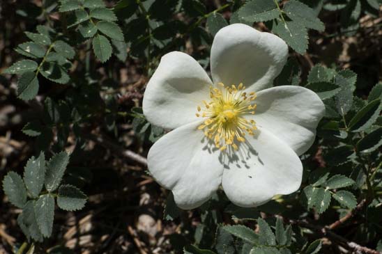 Rosier à feuilles de Boucage - Rosa spinosissima 