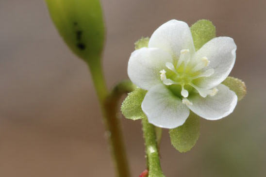 Rossolis à feuilles rondes - Drosera rotundifolia 