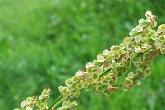 Rumex à feuilles d'Arum - Rumex arifolius 