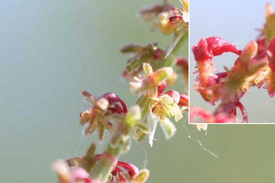 Rumex de France - Rumex bucephalophorus subsp. gallicus