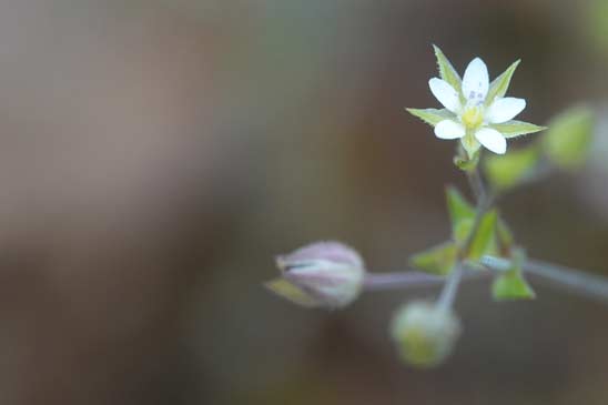 Sabline à feuilles de serpolet - Arenaria serpyllifolia 