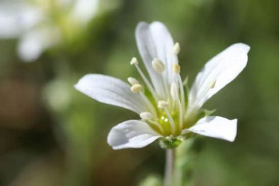 Sabline à grandes fleurs - Arenaria grandiflora subsp. grandiflora