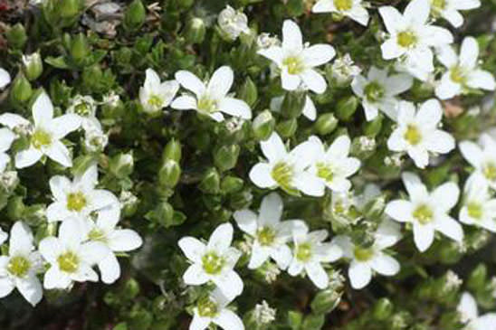 Sabline à plusieurs tiges - Arenaria ciliata 